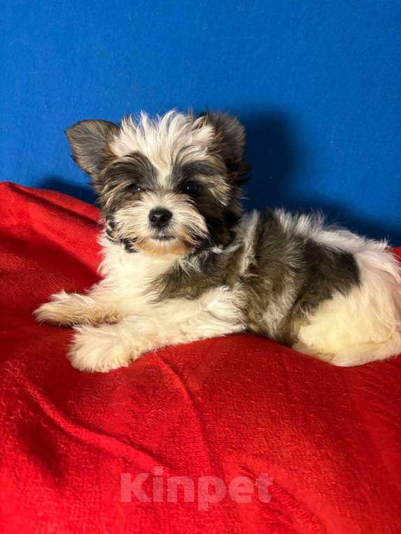 Собаки в Москве: Йоркшийский терьер-  Яркая  Девочка Девочка, 35 000 руб. - фото 2