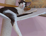 Кошки в Волгограде: Ориентальные котята Мальчик, 50 000 руб. - фото 5