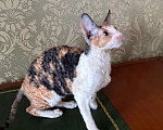Кошки в Санкт-Петербурге: Корниш -рекс  Девочка, 45 000 руб. - фото 5