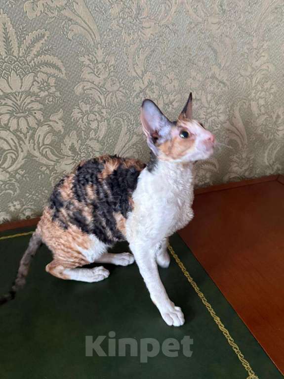 Кошки в Санкт-Петербурге: Корниш -рекс  Девочка, 45 000 руб. - фото 5
