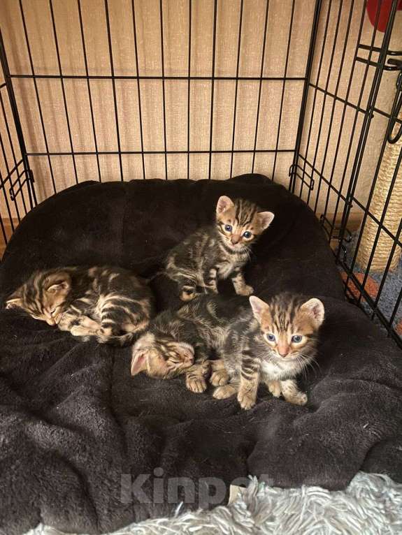 Кошки в Санкт-Петербурге: Бенгальские котята Мальчик, 7 000 руб. - фото 5