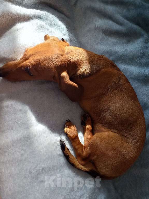 Собаки в Санкт-Петербурге: Такса щенок Девочка, 20 000 руб. - фото 2