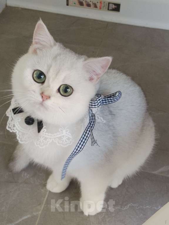 Кошки в Москве: Британская девочка шиншила серебро Девочка, 60 000 руб. - фото 1