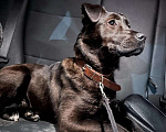 Собаки в Пензе: Ищу новых хозяев для собаки Девочка, Бесплатно - фото 1