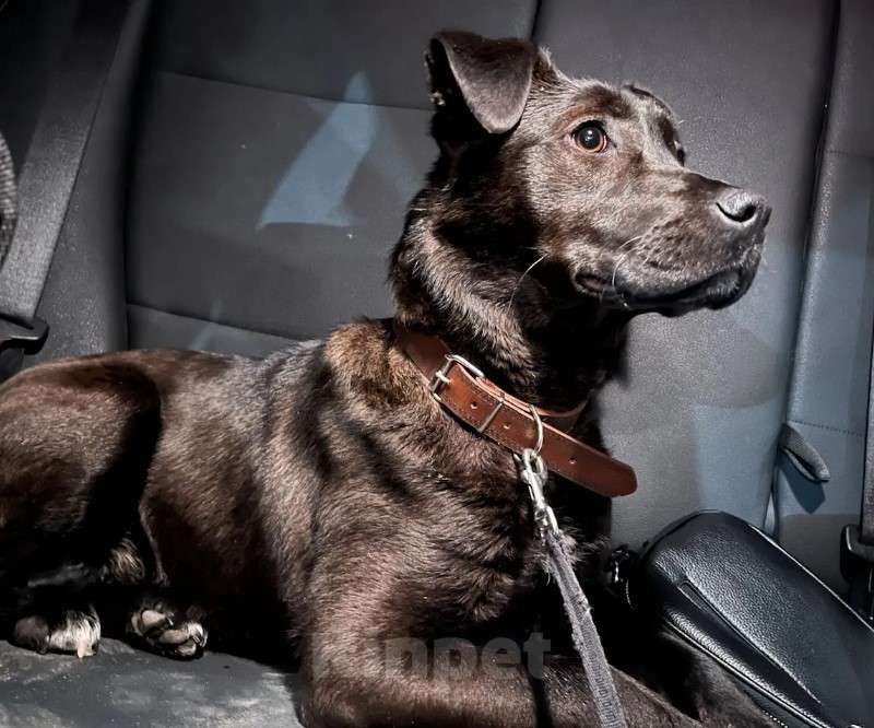 Собаки в Пензе: Ищу новых хозяев для собаки Девочка, Бесплатно - фото 1