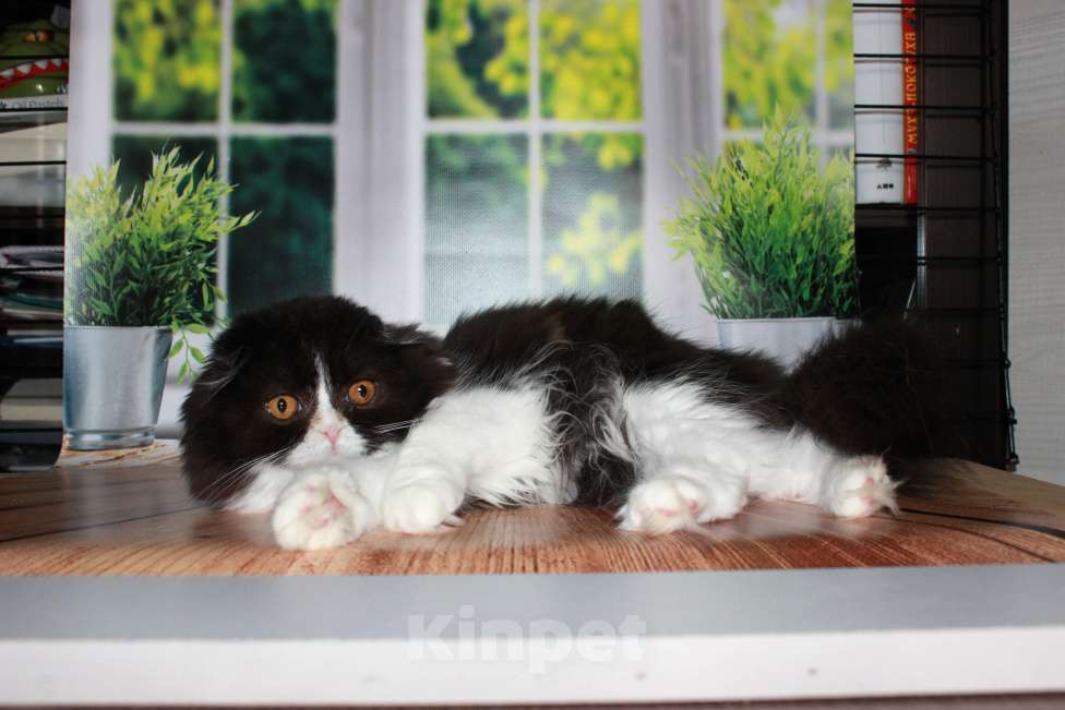 Кошки в Санкт-Петербурге: Шотландская вислоухая  Девочка, Бесплатно - фото 5