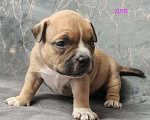 Собаки в Донецке: Бронирование щенков американский булли Мальчик, Бесплатно - фото 5