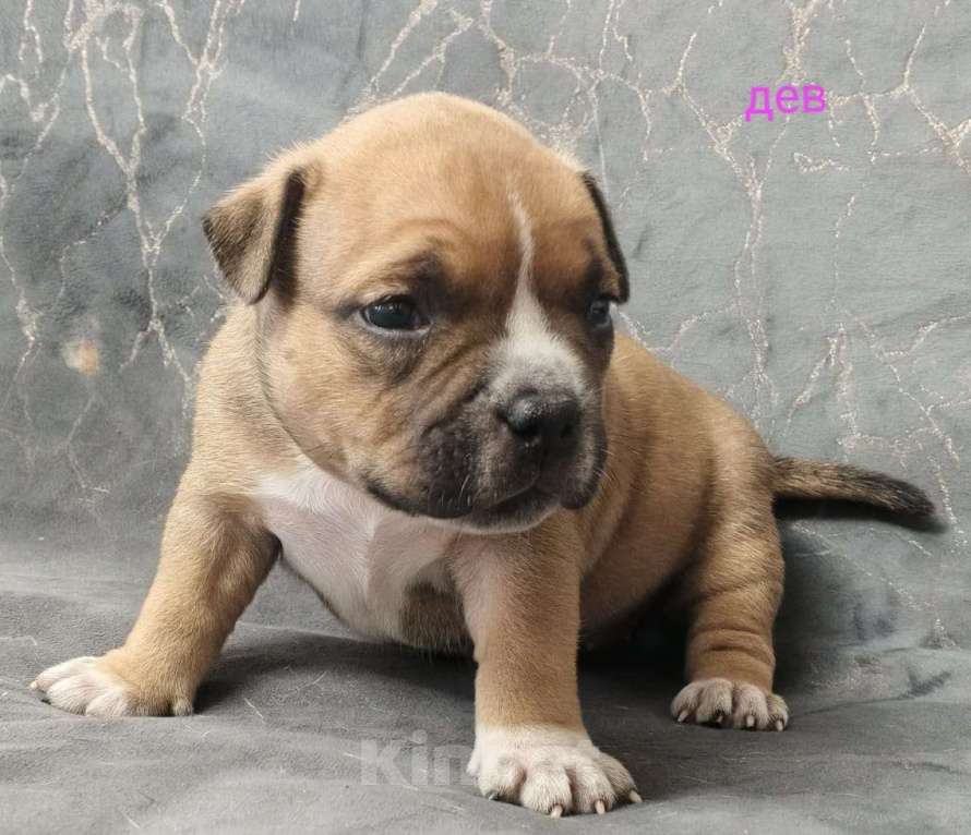 Собаки в Донецке: Бронирование щенков американский булли Мальчик, Бесплатно - фото 5