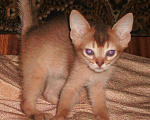 Кошки в Туле: Великолепная ушастая четверка, 8 000 руб. - фото 2