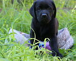 Собаки в Симферополе: Лабрадор-ретривер Девочка, 30 000 руб. - фото 1