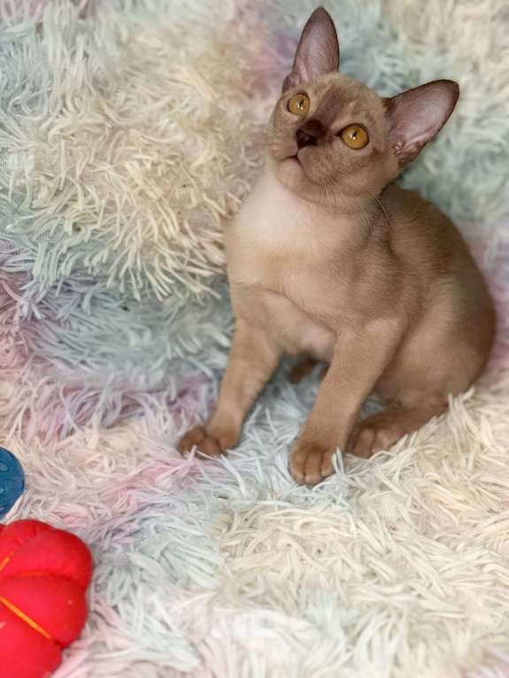 Кошки в Москве: Бурманские котята Девочка, 60 000 руб. - фото 7