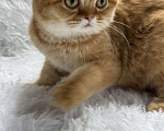 Кошки в Люберцах: Шотландские котята Девочка, Бесплатно - фото 5