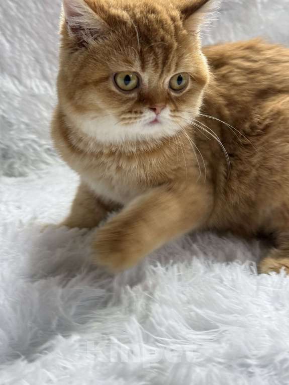 Кошки в Люберцах: Шотландские котята Девочка, Бесплатно - фото 5