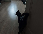 Кошки в Москве: Котенок в добрые руки Мальчик, Бесплатно - фото 6