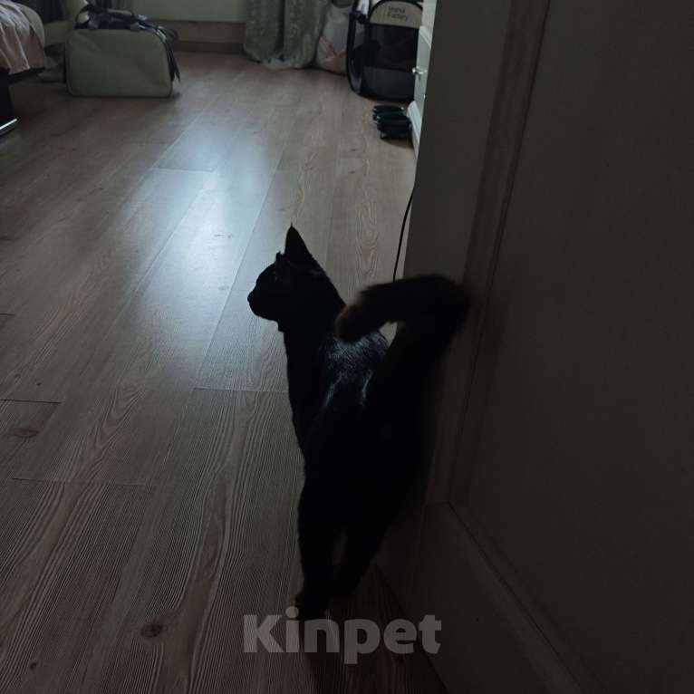 Кошки в Москве: Котенок в добрые руки Мальчик, Бесплатно - фото 6