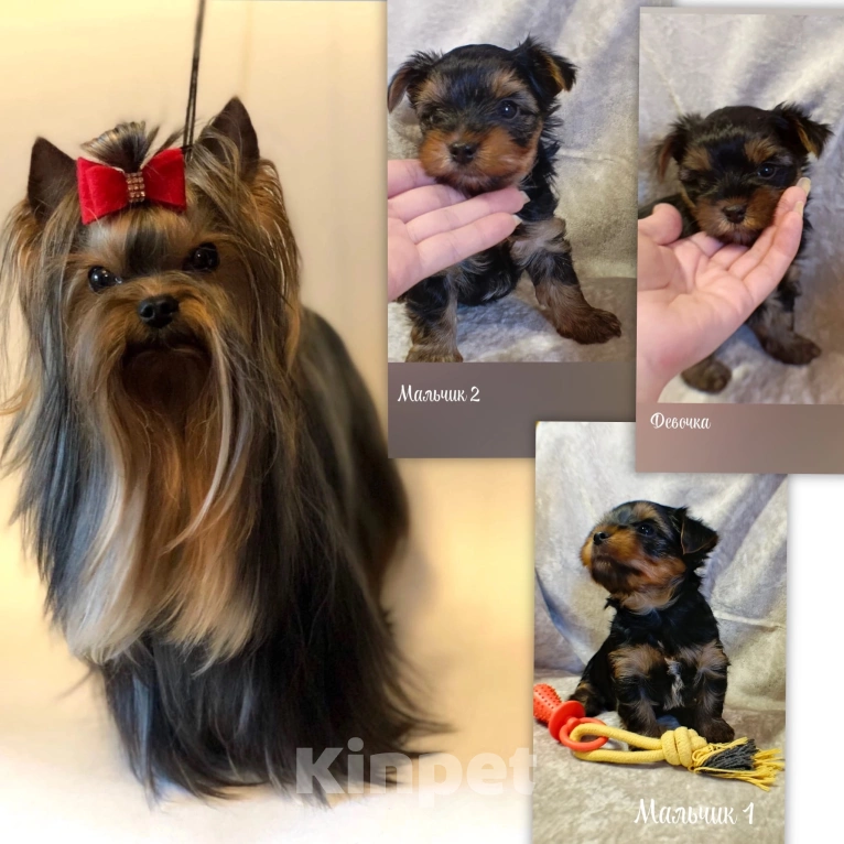 Собаки в Санкт-Петербурге: Йоркширский терьер стандарт Мальчик, 60 000 руб. - фото 3