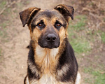 Собаки в Москве: Метис. Очень добрый и человеко-ориентированный мальчик Мальчик, Бесплатно - фото 8
