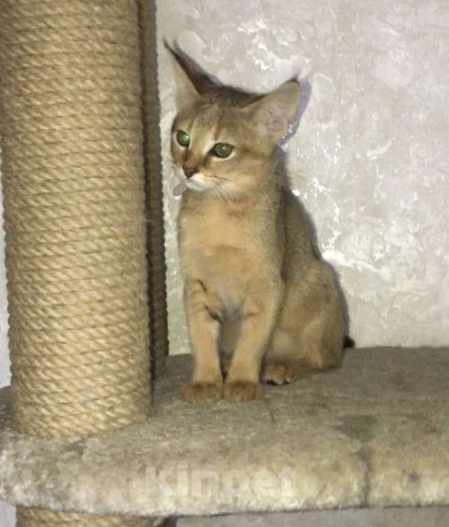 Кошки в Магнитогорске: Милашка  Девочка, 60 000 руб. - фото 2