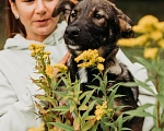 Собаки в Москве: бесплатно в добрые руки Рея Девочка, Бесплатно - фото 5