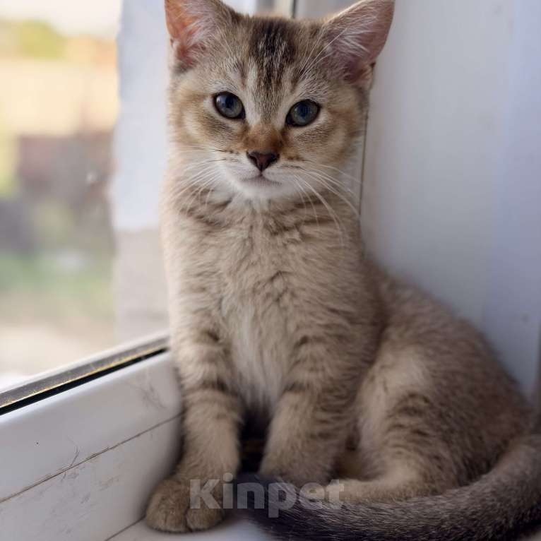 Кошки в Москве: Манчкины - котята ждут друзей Разнополые, Бесплатно - фото 6