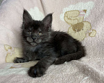 Кошки в Дмитрове: Черная дымчатая девочка мейн кун Yanetta Девочка, 40 000 руб. - фото 5