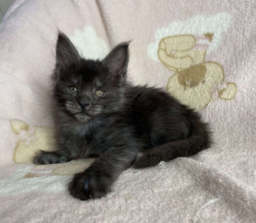 Кошки в Дмитрове: Черная дымчатая девочка мейн кун Yanetta Девочка, 40 000 руб. - фото 5