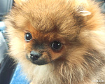 Собаки в Москве: Померанский шпиц, мини девочка Девочка, 25 000 руб. - фото 6