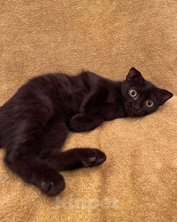 Кошки в Москве: Черный вислоухий котенок в дар Мальчик, Бесплатно - фото 2