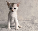 Кошки в Тюмени: Абиссинский котенок серебро Мальчик, 70 000 руб. - фото 3