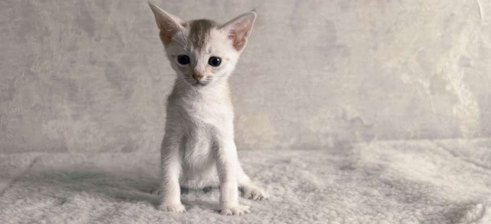 Кошки в Тюмени: Абиссинский котенок серебро Мальчик, 70 000 руб. - фото 3