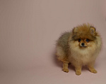 Собаки в Костроме: Померанский шпиц девочка Девочка, 50 000 руб. - фото 4