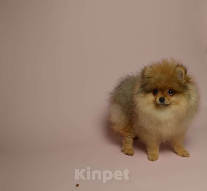 Собаки в Костроме: Померанский шпиц девочка Девочка, 50 000 руб. - фото 4