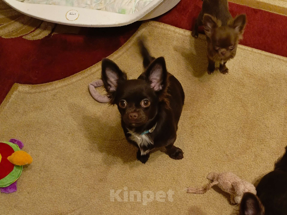 Собаки в Москве: Мальчик чихуахуа 9 мес. Окрас шоколад д/ш Мальчик, 35 000 руб. - фото 6