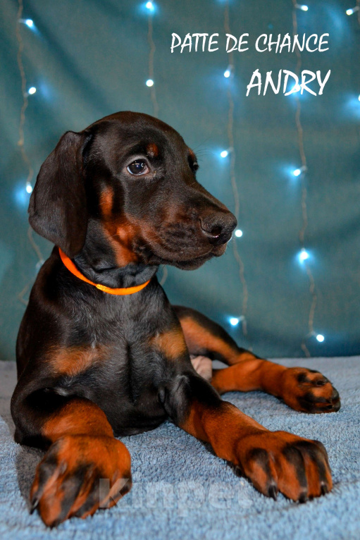 Собаки в Санкт-Петербурге: Щенок добермана Андрэ Мальчик, 90 000 руб. - фото 4