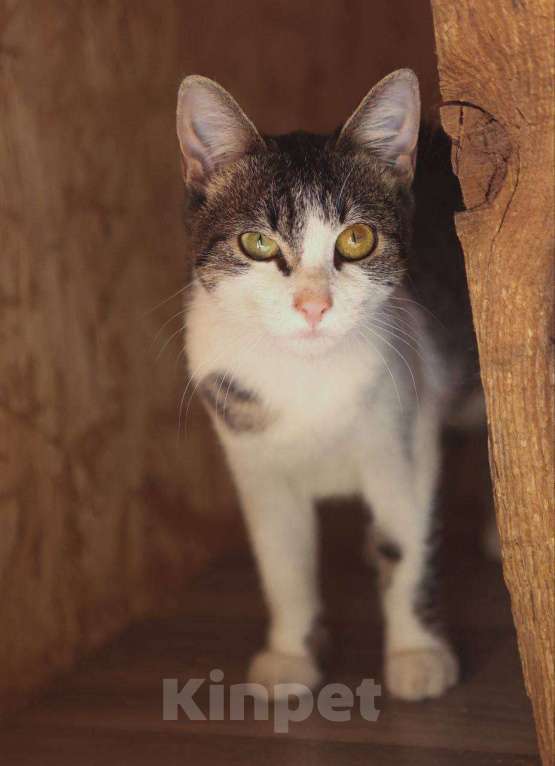 Кошки в Балашихе: Морошка Девочка, Бесплатно - фото 2