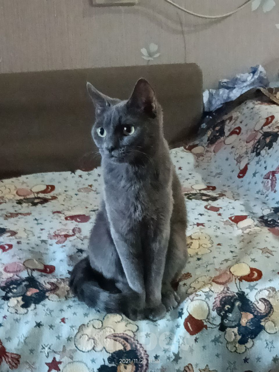 Кошки в Уфе: Кошка в добрые руки Девочка, Бесплатно - фото 1