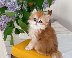 Кошки в Санкт-Петербурге: Британский длинношерстный котенок Мальчик, 30 000 руб. - фото 3