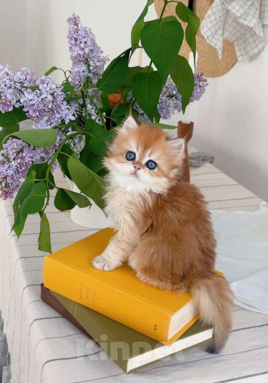 Кошки в Санкт-Петербурге: Британский длинношерстный котенок Мальчик, 30 000 руб. - фото 3