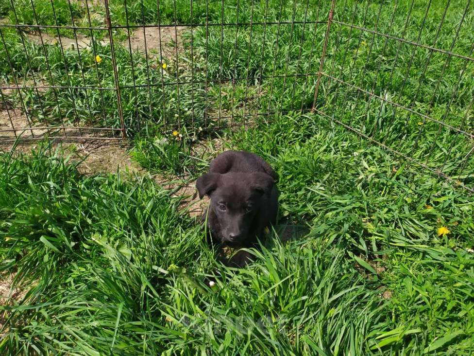 Собаки в Москве: Осталось только 2 дня. Срочно нужен дом Мальчик, Бесплатно - фото 3
