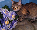 Кошки в Уфе: Кошечка Сима в добрые руки Девочка, Бесплатно - фото 8