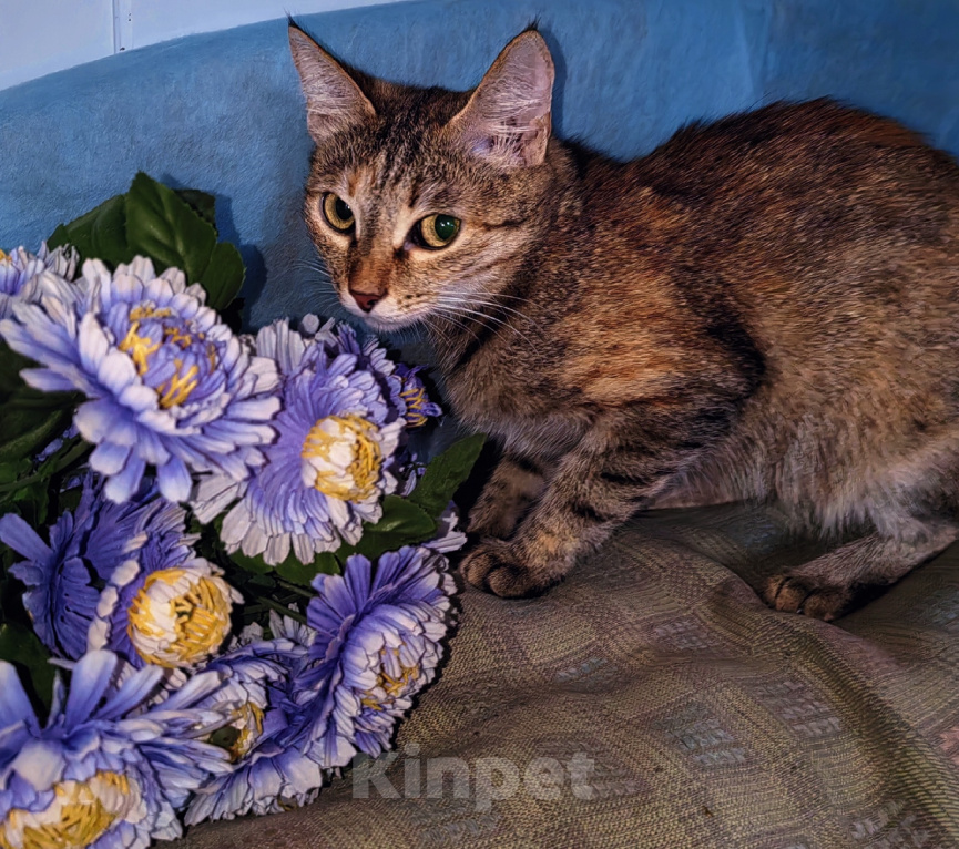 Кошки в Уфе: Кошечка Сима в добрые руки Девочка, Бесплатно - фото 8