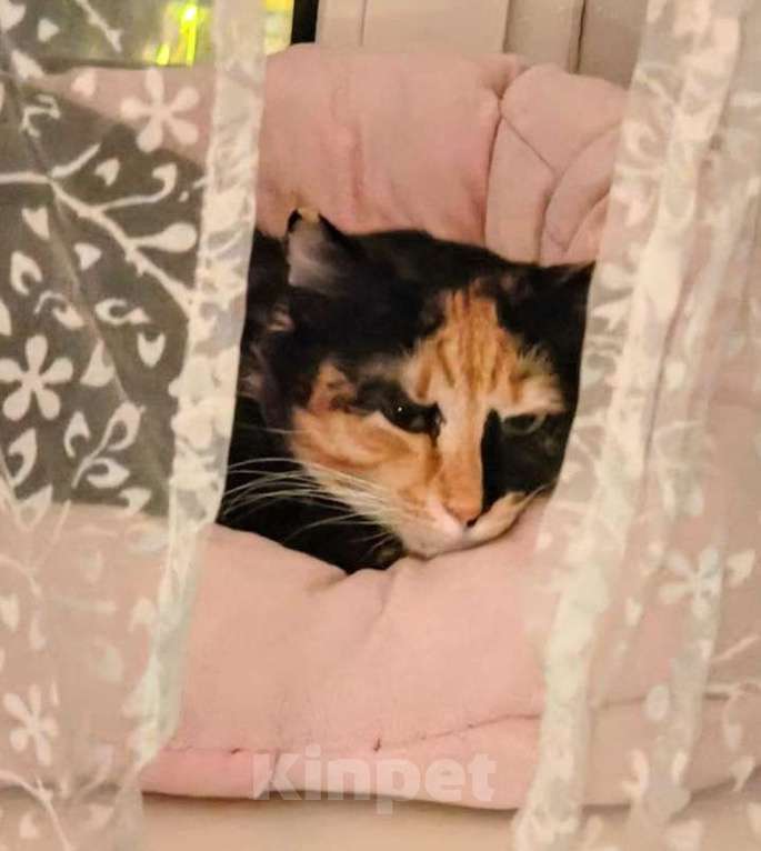 Кошки в Химках: Красавица Люси Девочка, Бесплатно - фото 8