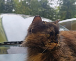 Кошки в Ступино: Кошка в добрые руки Девочка, Бесплатно - фото 4