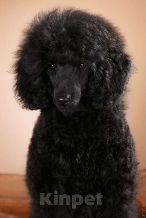 Собаки в Кирове: Малый пудель Мальчик, Бесплатно - фото 3