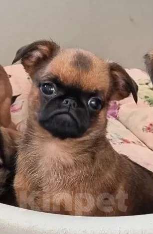 Собаки в Новосибирске: мальчик брабансона (собачка обезьянка) Мальчик, 50 000 руб. - фото 1