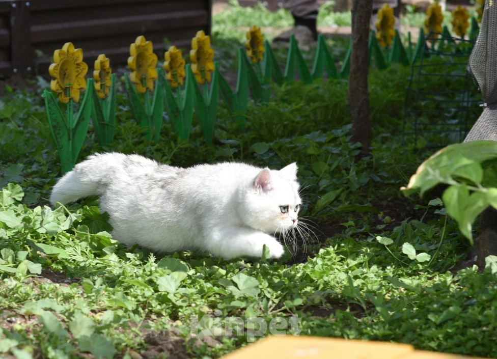 Кошки в Москве: Кошечка британская короткошерстная  окрас ns11 Девочка, Бесплатно - фото 3