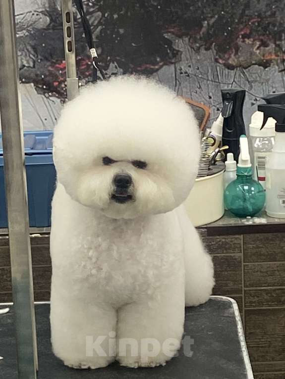 Собаки в Одинцово: ЭЛИТНЫЙ ПРОИЗВОДИТЕЛЬ БИШОН-ФРИЗЕ: Развиваем  породу вместе Мальчик, Бесплатно - фото 4