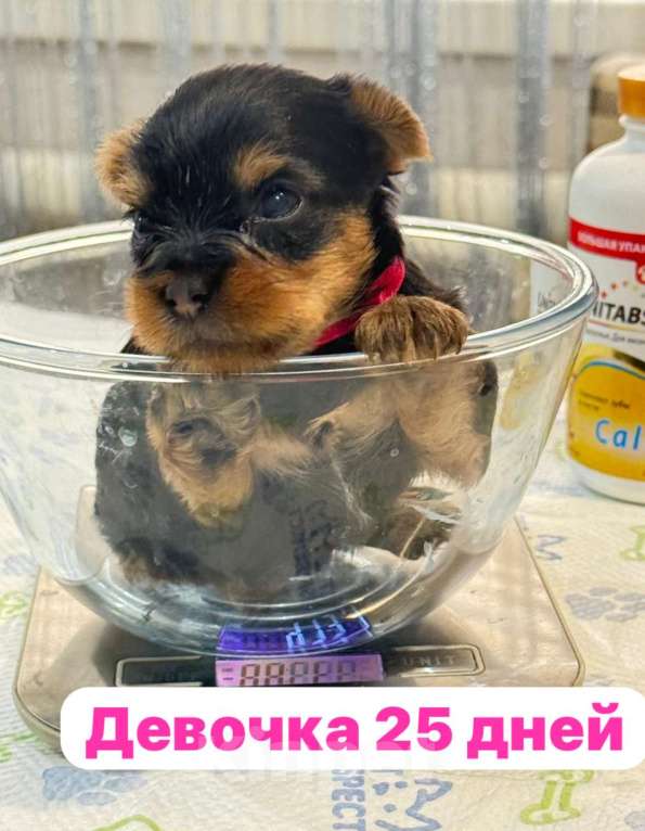 Собаки в Москве: Мини Йорки  Девочка, 18 000 руб. - фото 1