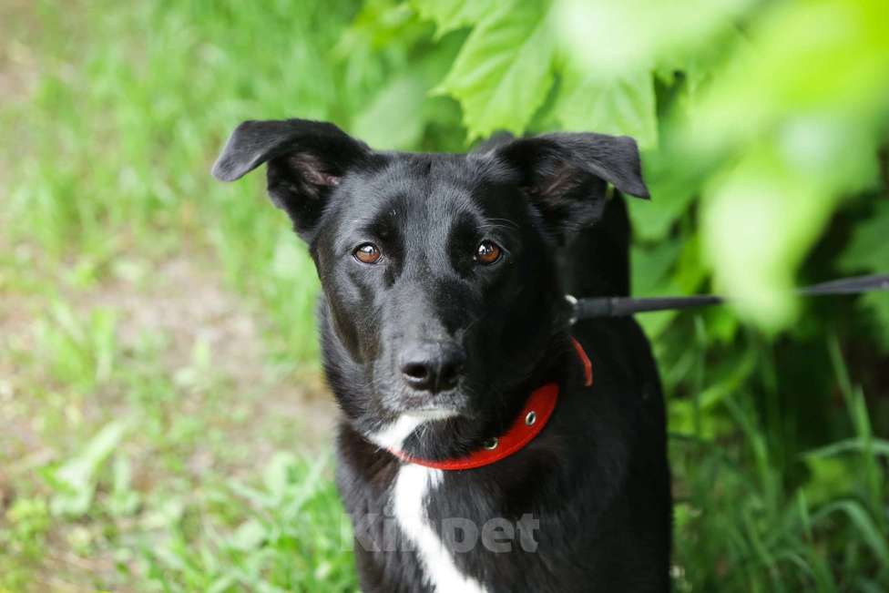 Собаки в Санкт-Петербурге: Отдам собаку бесплатно Девочка, Бесплатно - фото 9