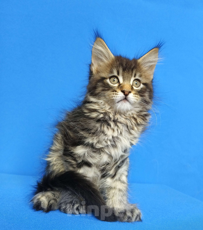 Кошки в Москве: Котёнок Мейн - Кун Мальчик Мальчик, 65 000 руб. - фото 6